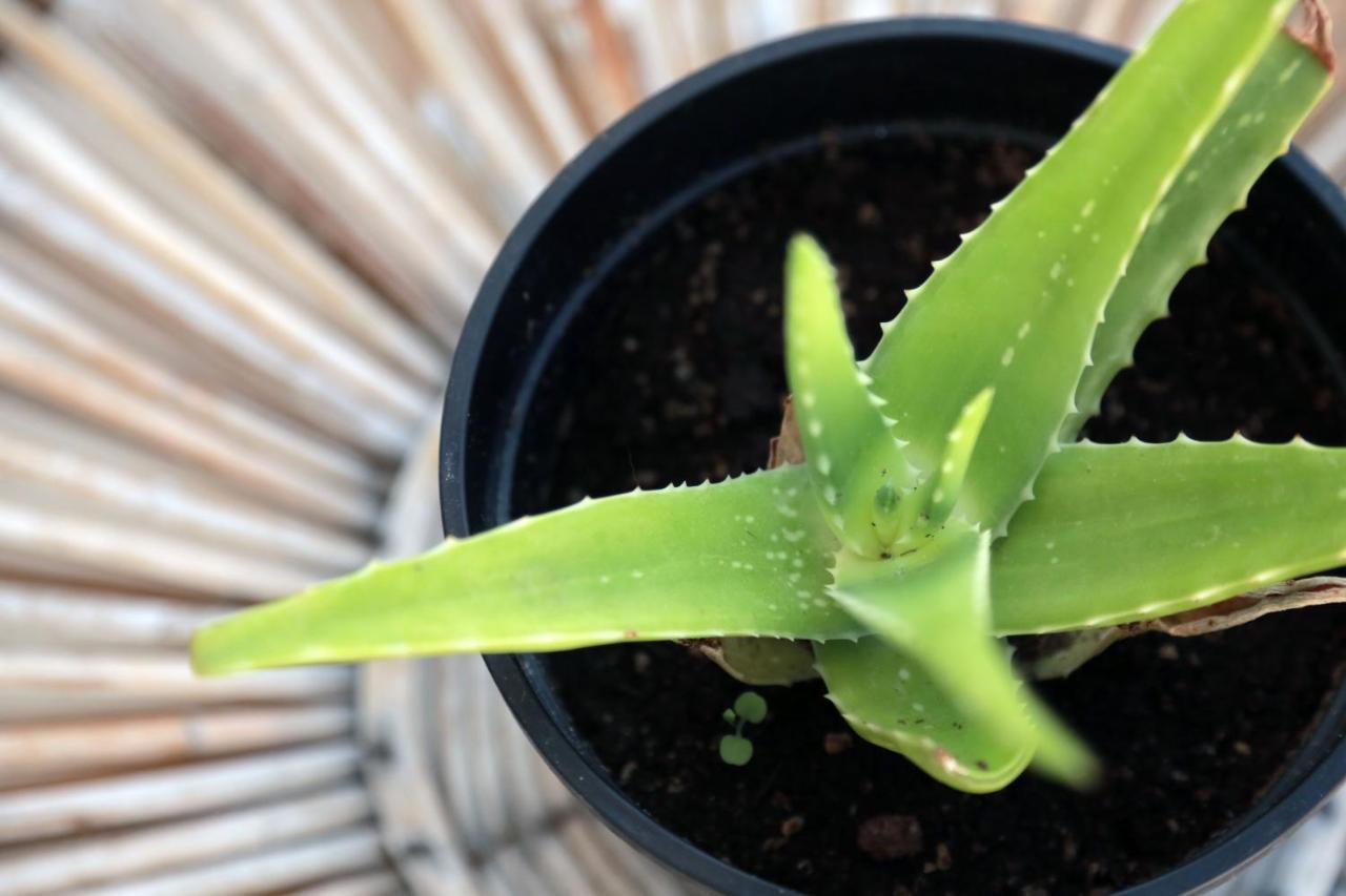 페스키치 Madreselva 아파트 외부 사진